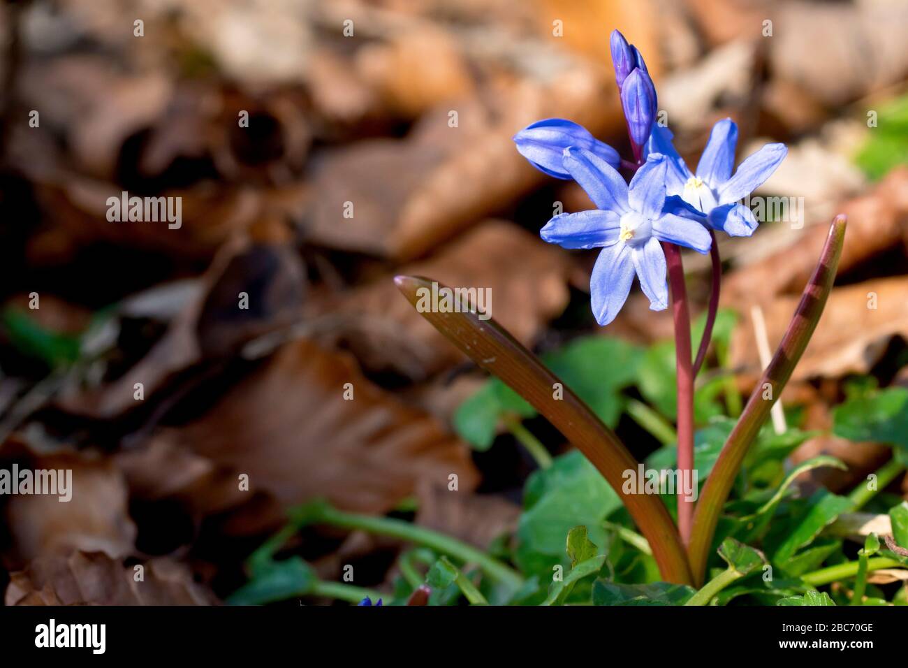 Spring Squill (scilla verna, possibly scilla forbesii), close up of a solitary plant flowering amongst the leaf litter, most likely a garden escapee. Stock Photo
