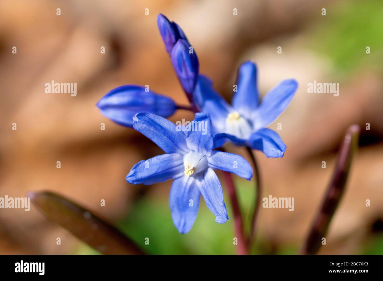 Spring Squill (scilla verna, possibly scilla forbesii), close up of a solitary plant in flower, most likely a garden escapee. Stock Photo