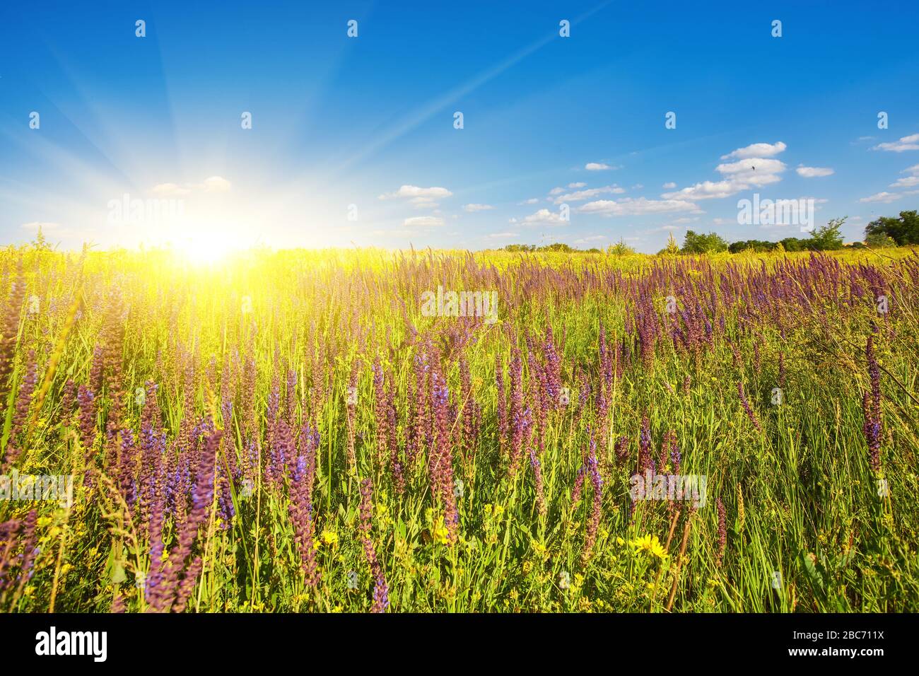 Beautiful cosmos flower sunrise hi-res stock photography and images - Alamy
