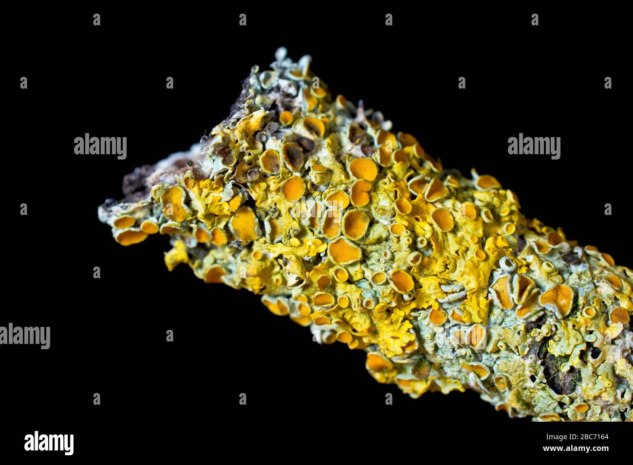 Close up detail of Xanthoria Parietina lichen isolated against a black background. Also known as Maritime Sunburst, Yellow Scale, Shore Lichen. Stock Photo