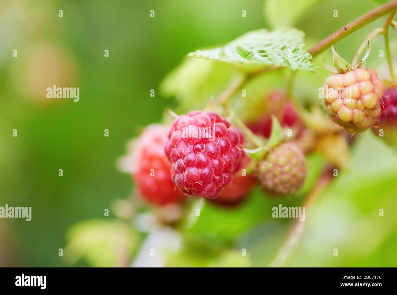 fresh red and green raspberries in a bush Stock Photo - Alamy