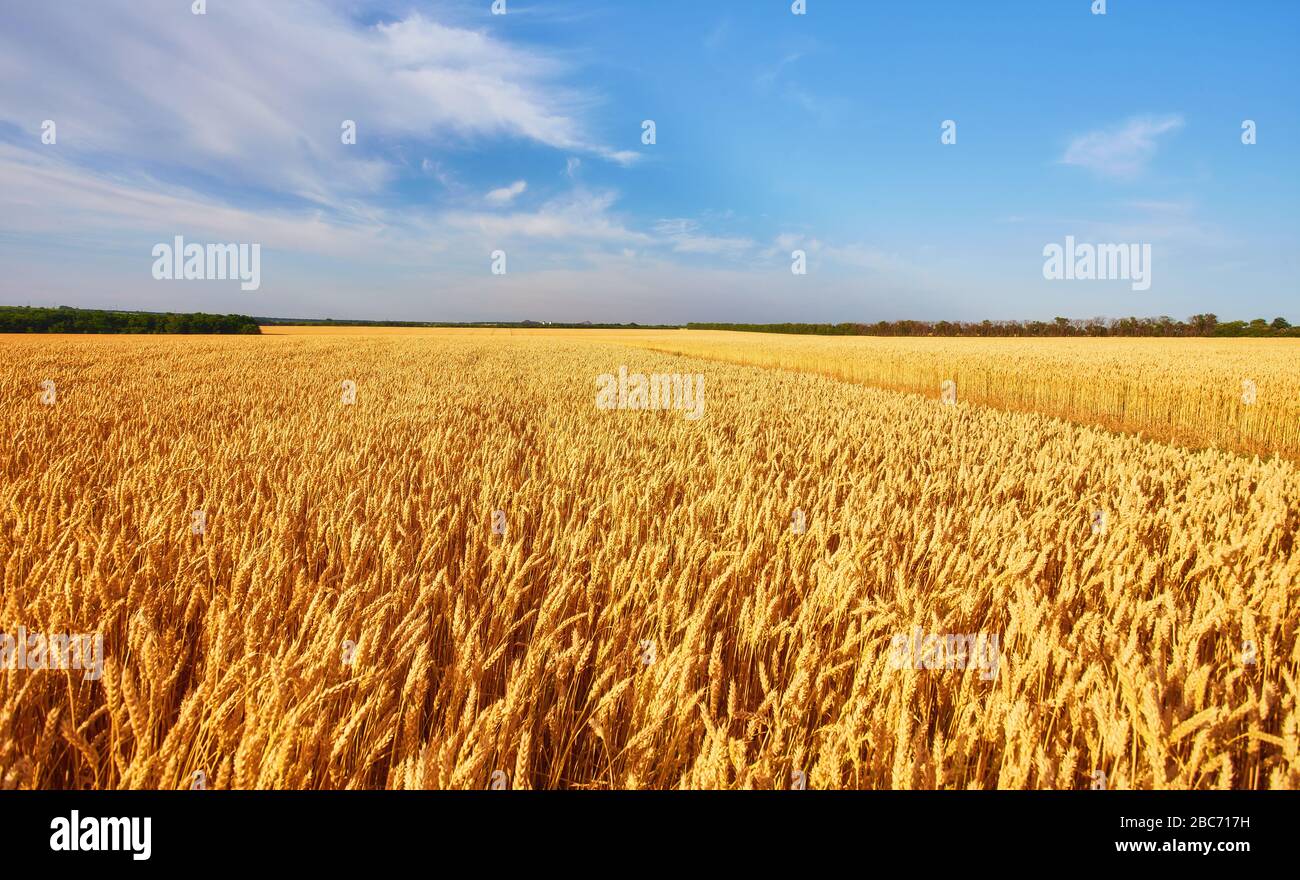 Field of Golden wheat under the blue sky and clouds Stock Photo - Alamy