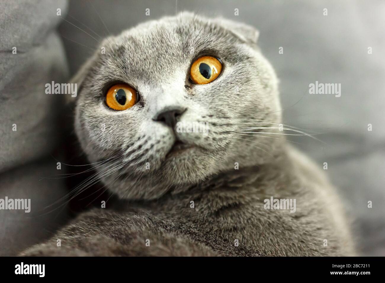 gray scottish fold cat on sofa with pillows close up. Stock Photo