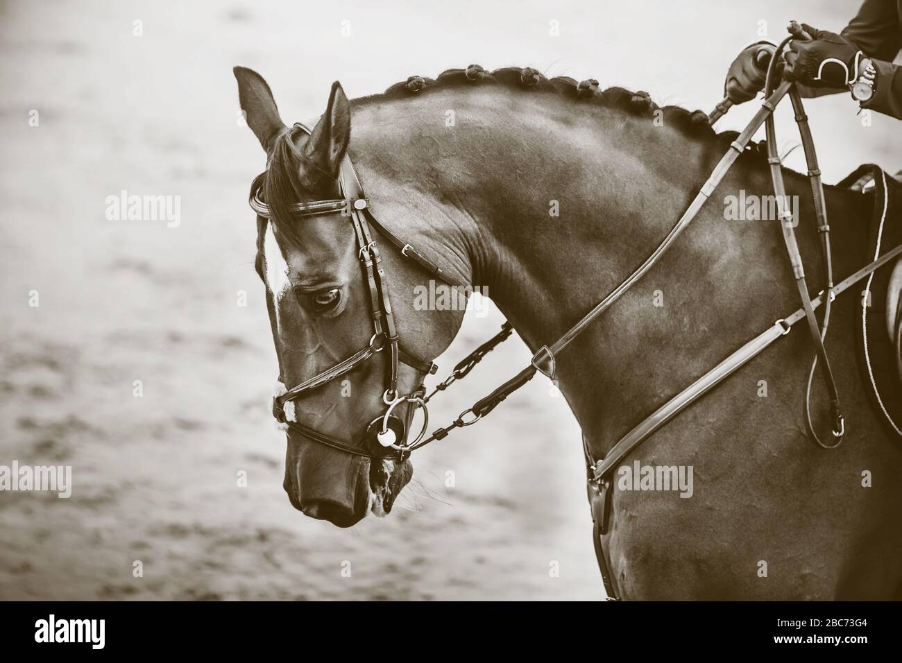 Monochrome image of a racehorse with a bridle on its muzzle, which is held by the reins by a rider in gloves. Stock Photo