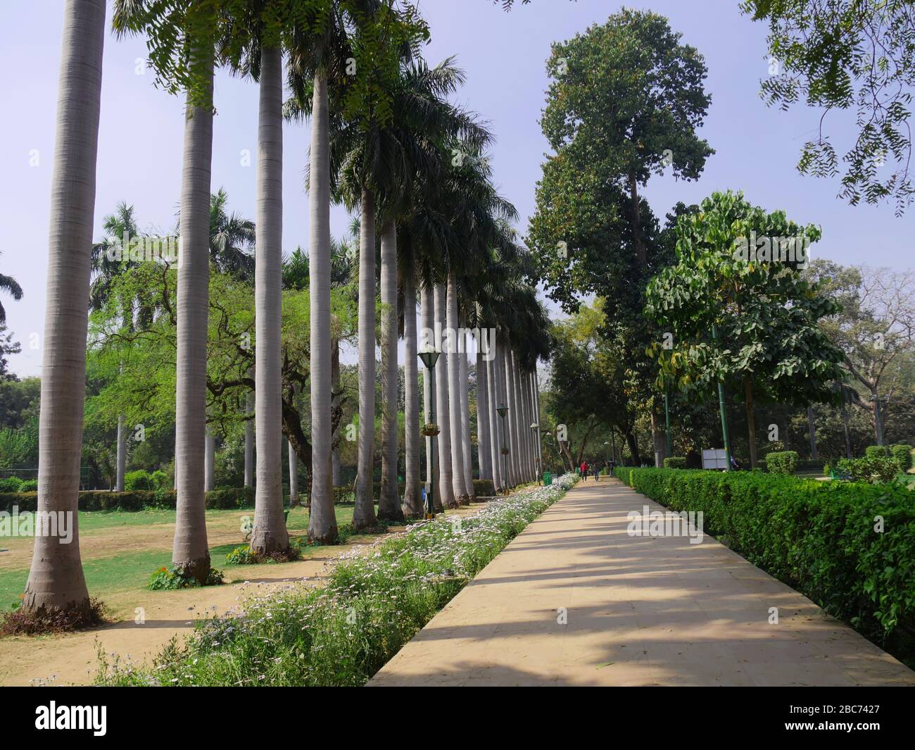 New Delhi, India March 2018 Row of tall palm trees along a walkway at