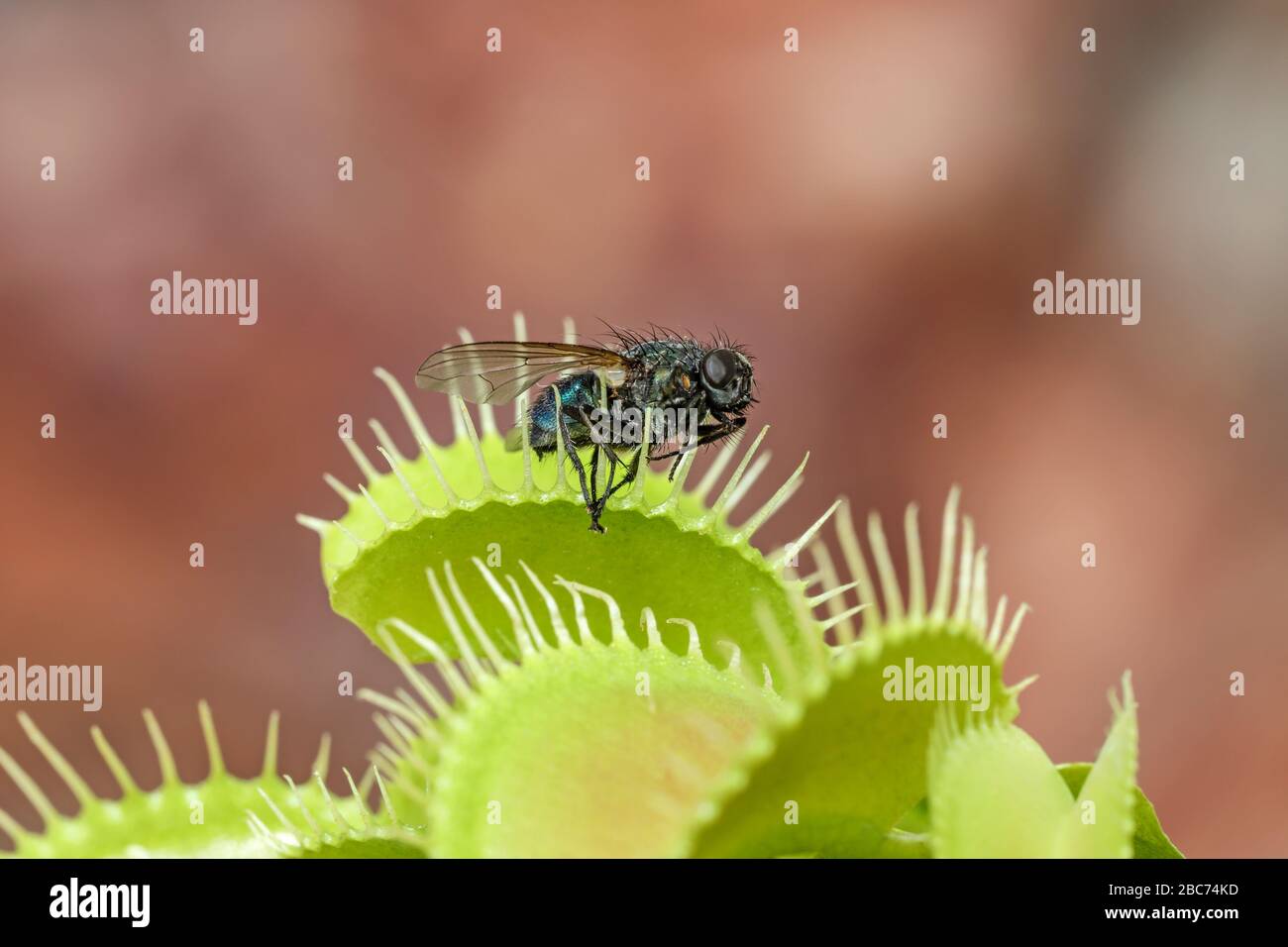 Venus Flytrap Dionaea muscipula with Trapped Fly Stock Photo