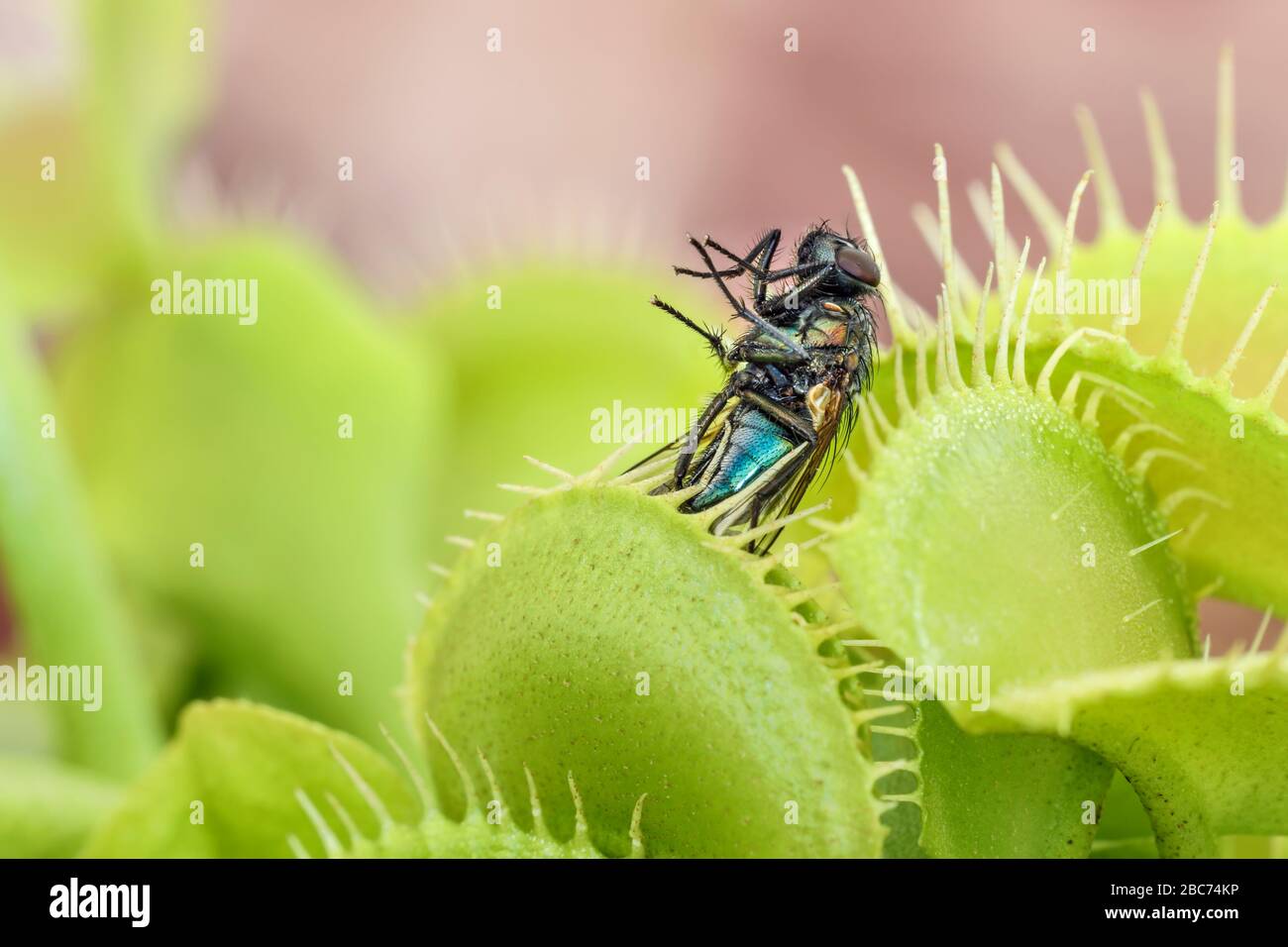 Venus Flytrap Dionaea muscipula with Trapped Fly Stock Photo