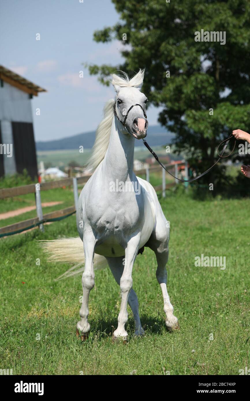 Angry white shagya arab trying to escape Stock Photo