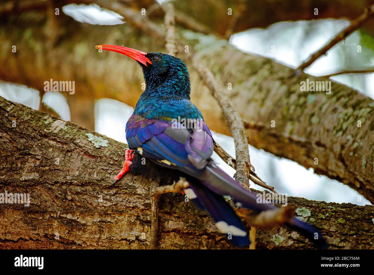A Green Wood Hoopoe perched on a tree while foraging in the Kruger National Park, South Africa Stock Photo