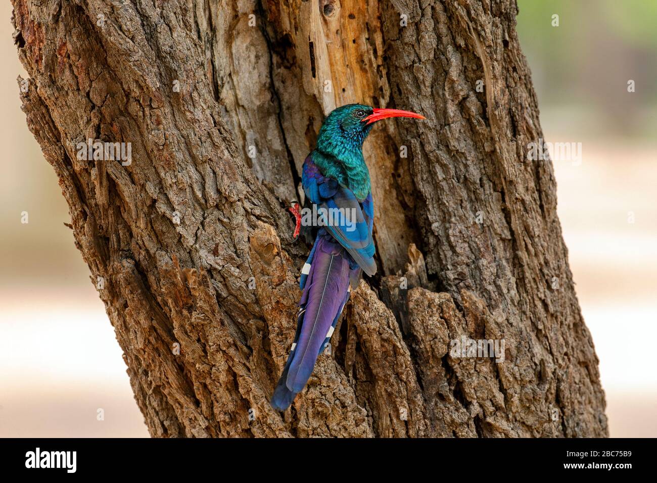 A Green Wood Hoopoe perched on a tree while foraging in the Kruger National Park, South Africa Stock Photo
