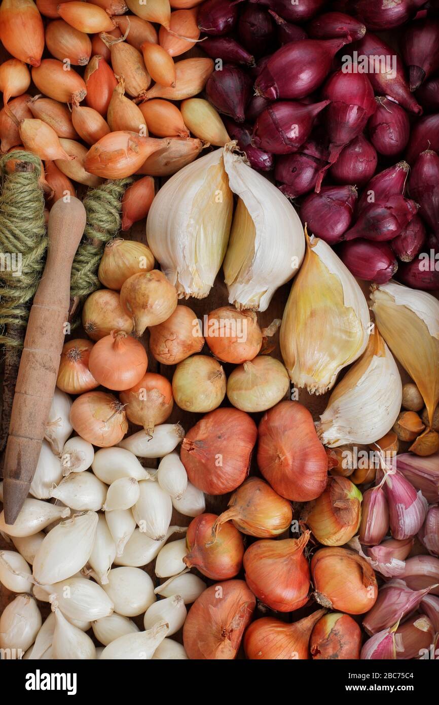 Elephant garlic bulbs and onion sets ready for planting Allium