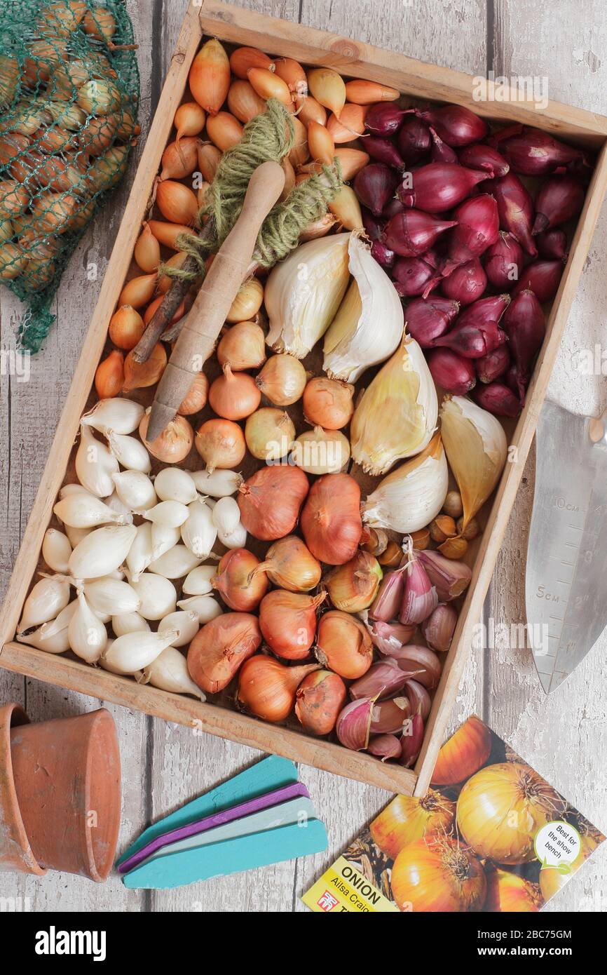 Elephant garlic bulbs and onion sets ready for planting Allium