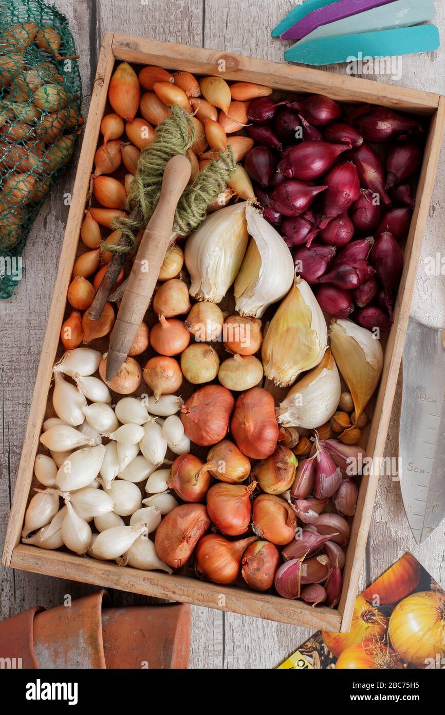 Elephant garlic bulbs and onion sets ready for planting Allium