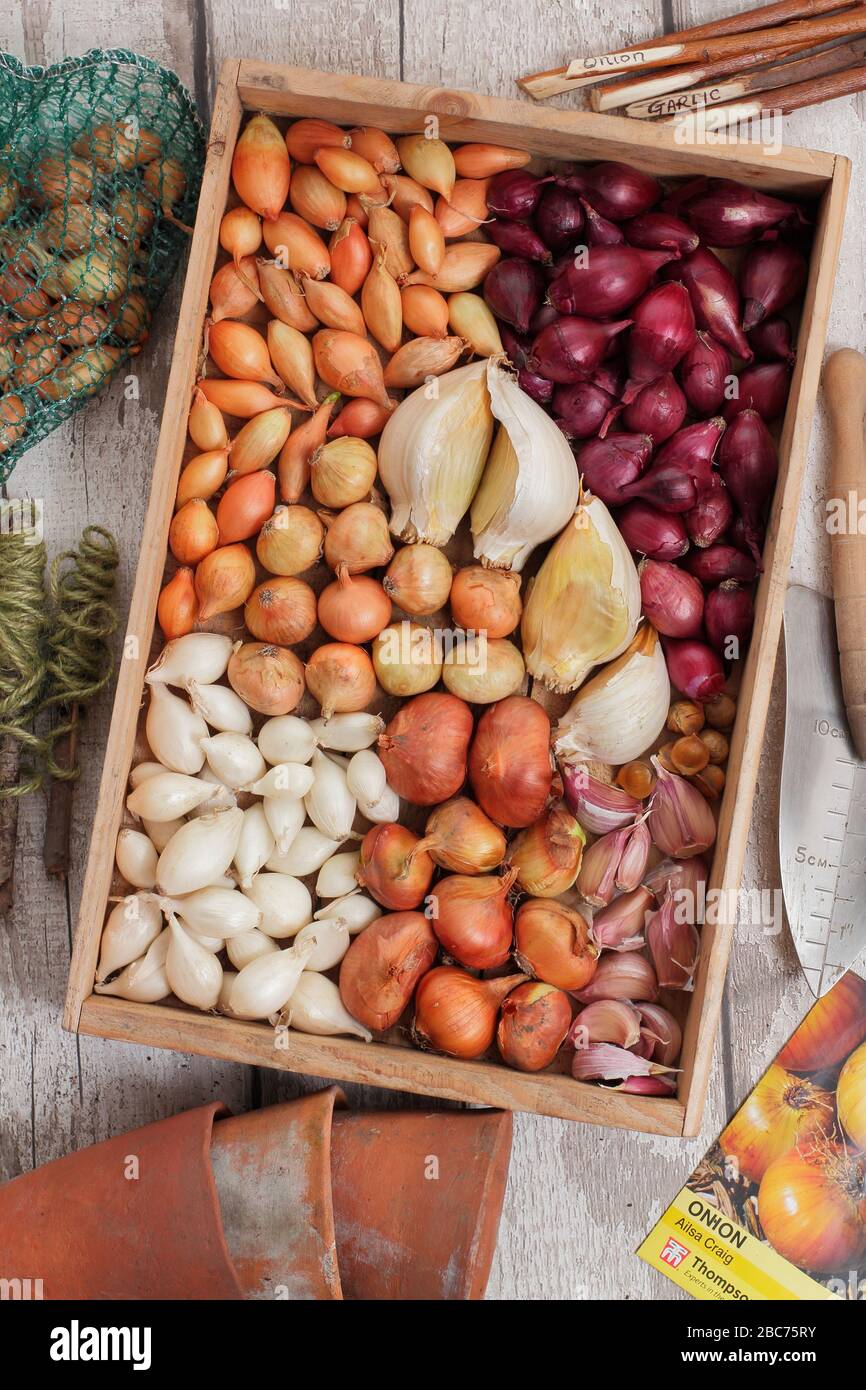 Elephant garlic bulbs and onion sets ready for planting Allium