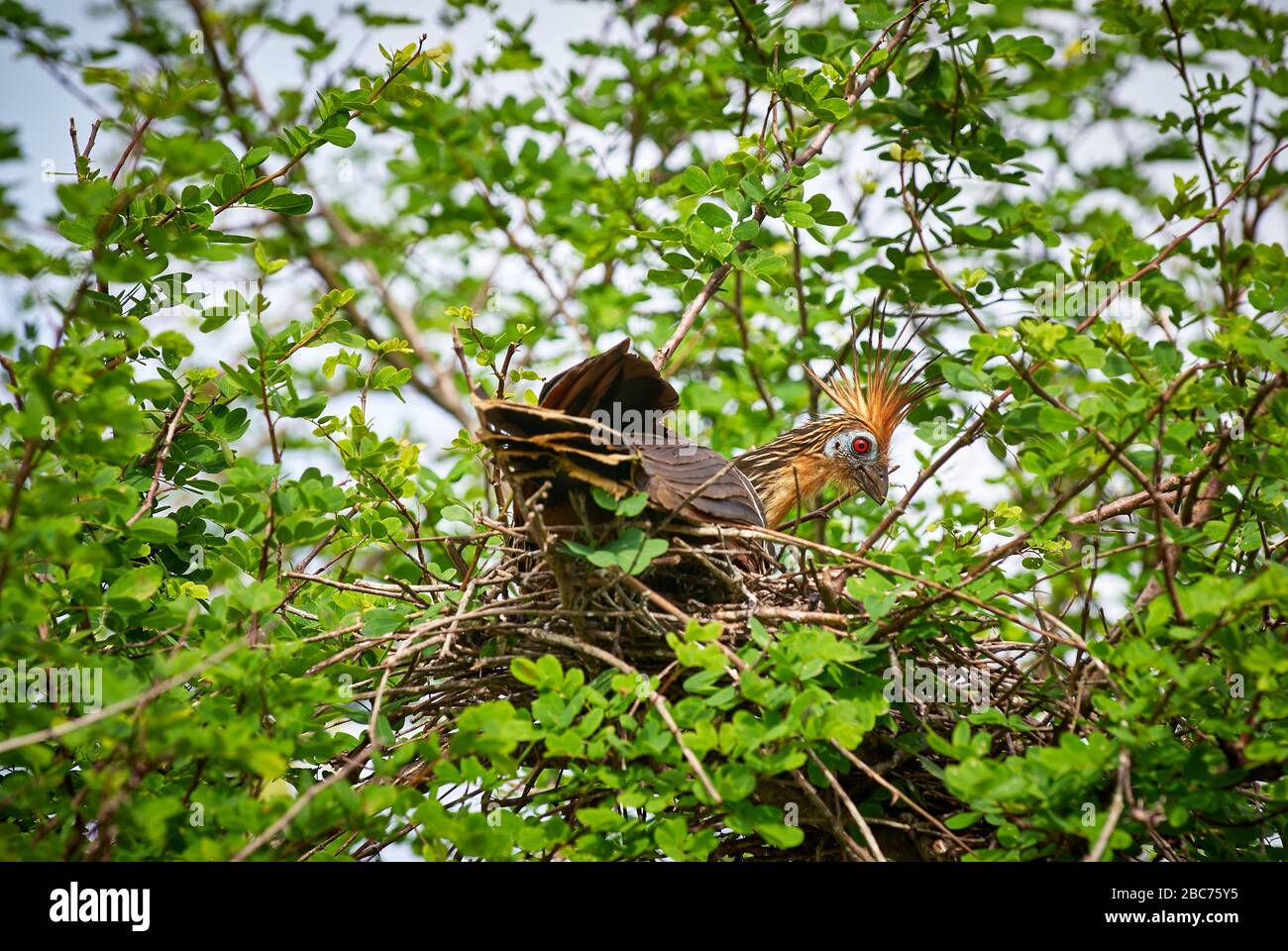 Hoatzin on nest, Opisthocomus hoazin, ORINOCO DELTA, Venezuela, South America, America Stock Photo