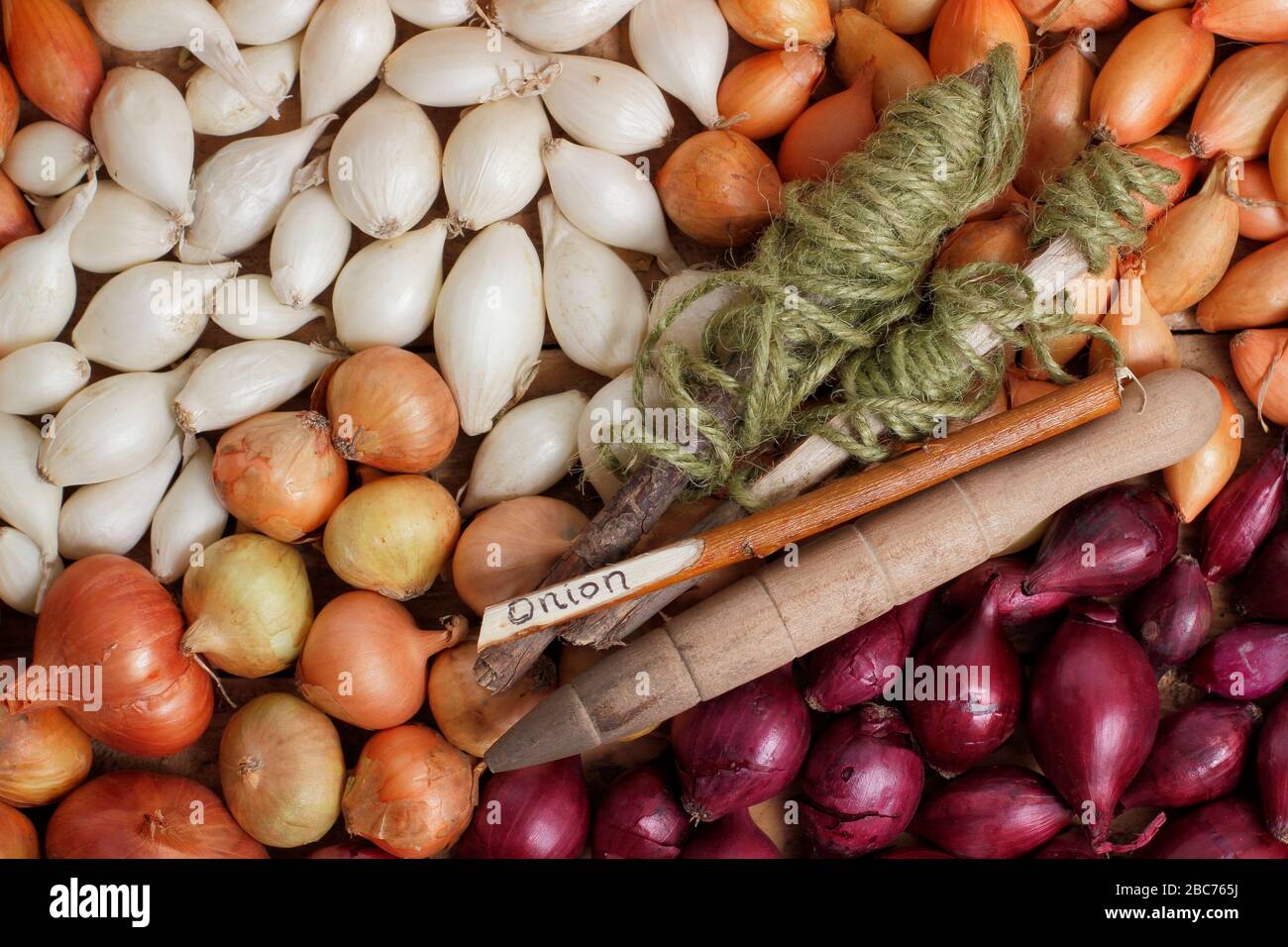 Allium cepa 'Red Baron' 'Centurion' and 'Snowball'.  Onion sets ready for planting in spring. UK Stock Photo