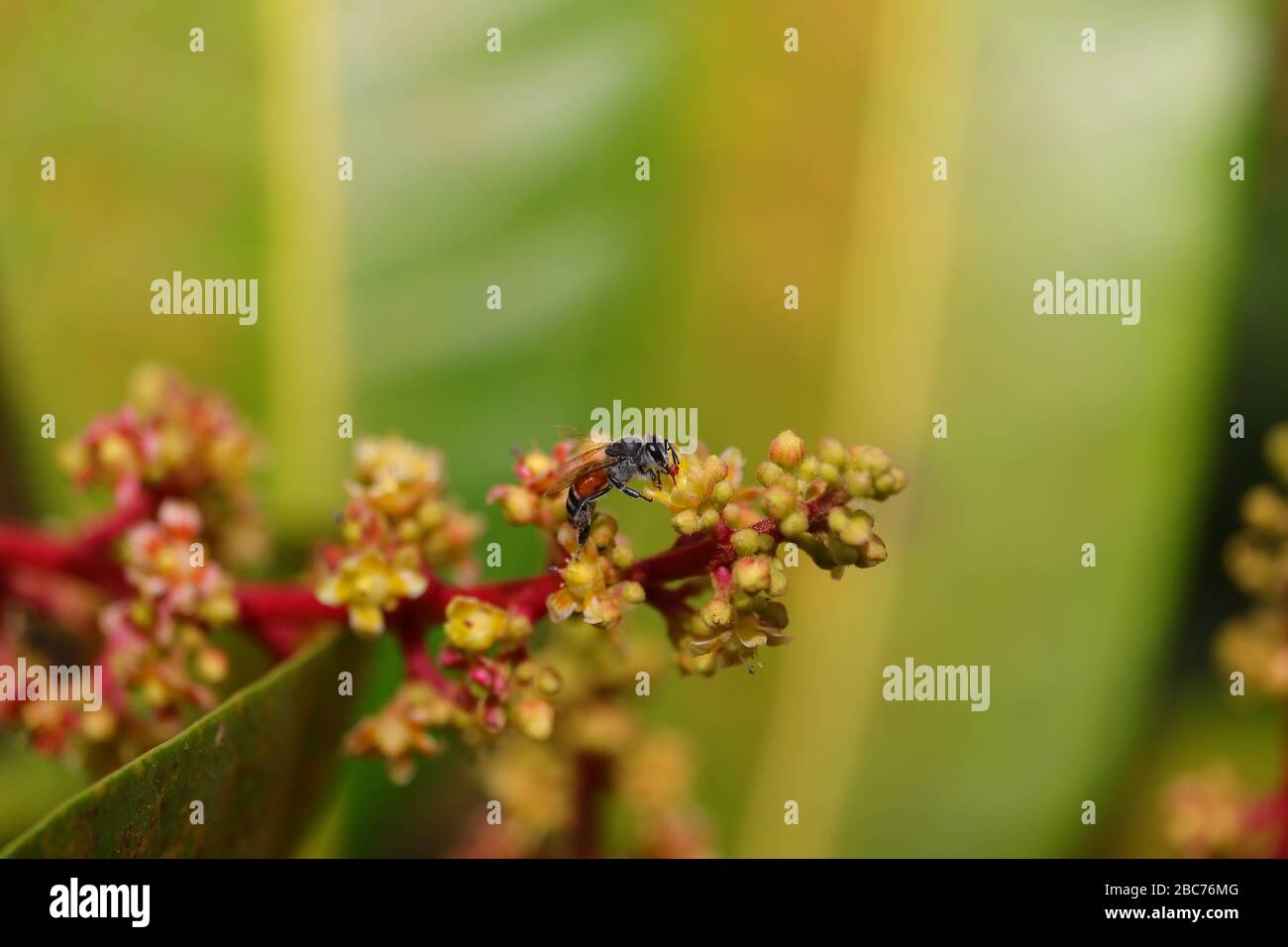 A honey bee collecting pollen on flowers of mango plant with defocus