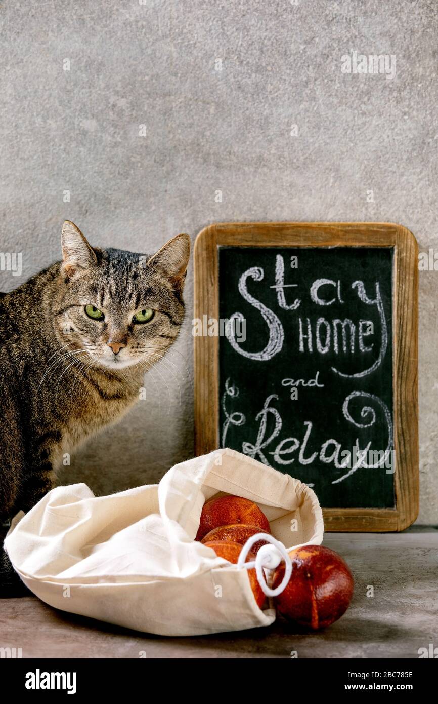 Cat stay home concept Stock Photo Alamy