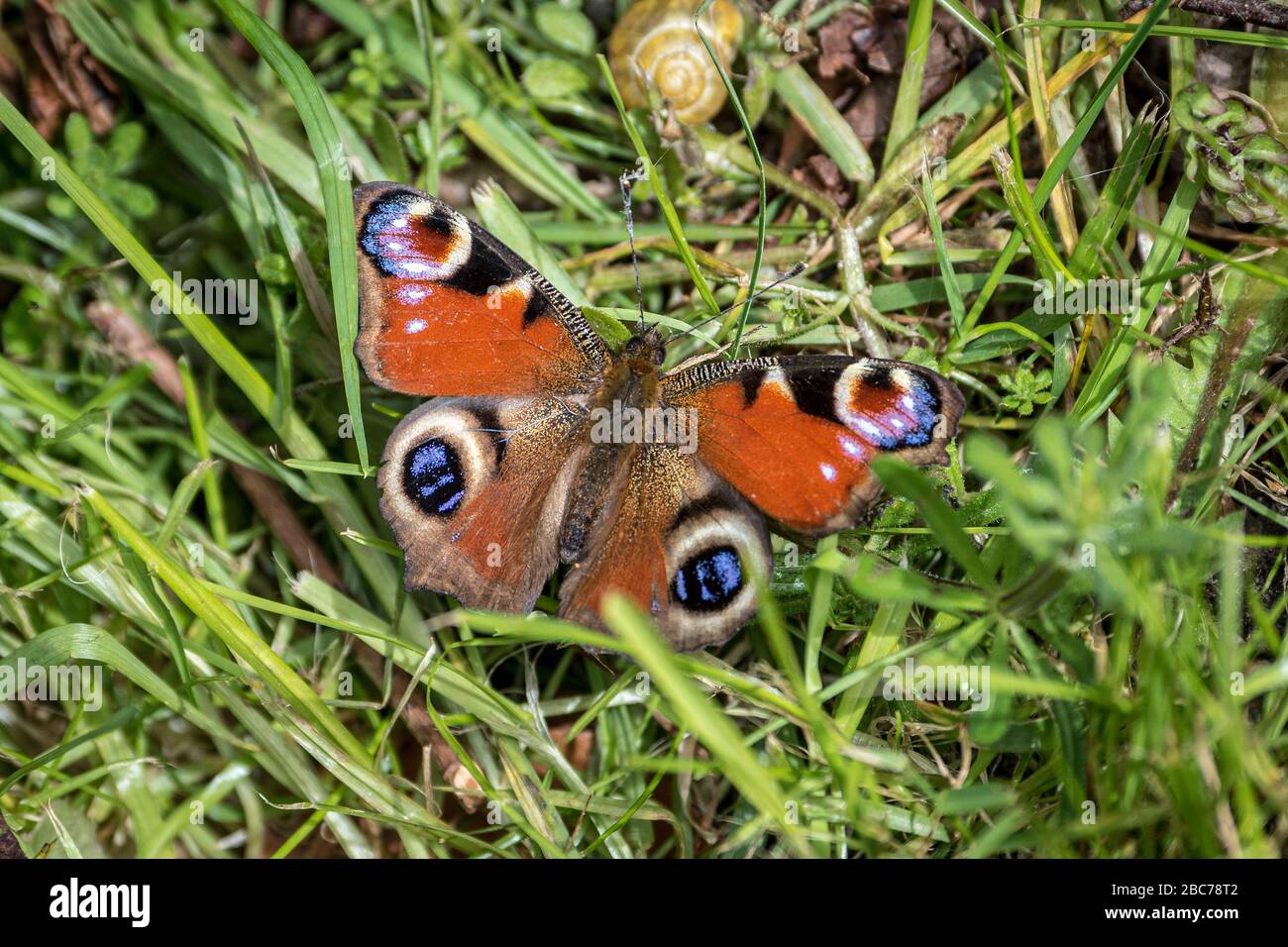 A Peacock butterfly. Stock Photo
