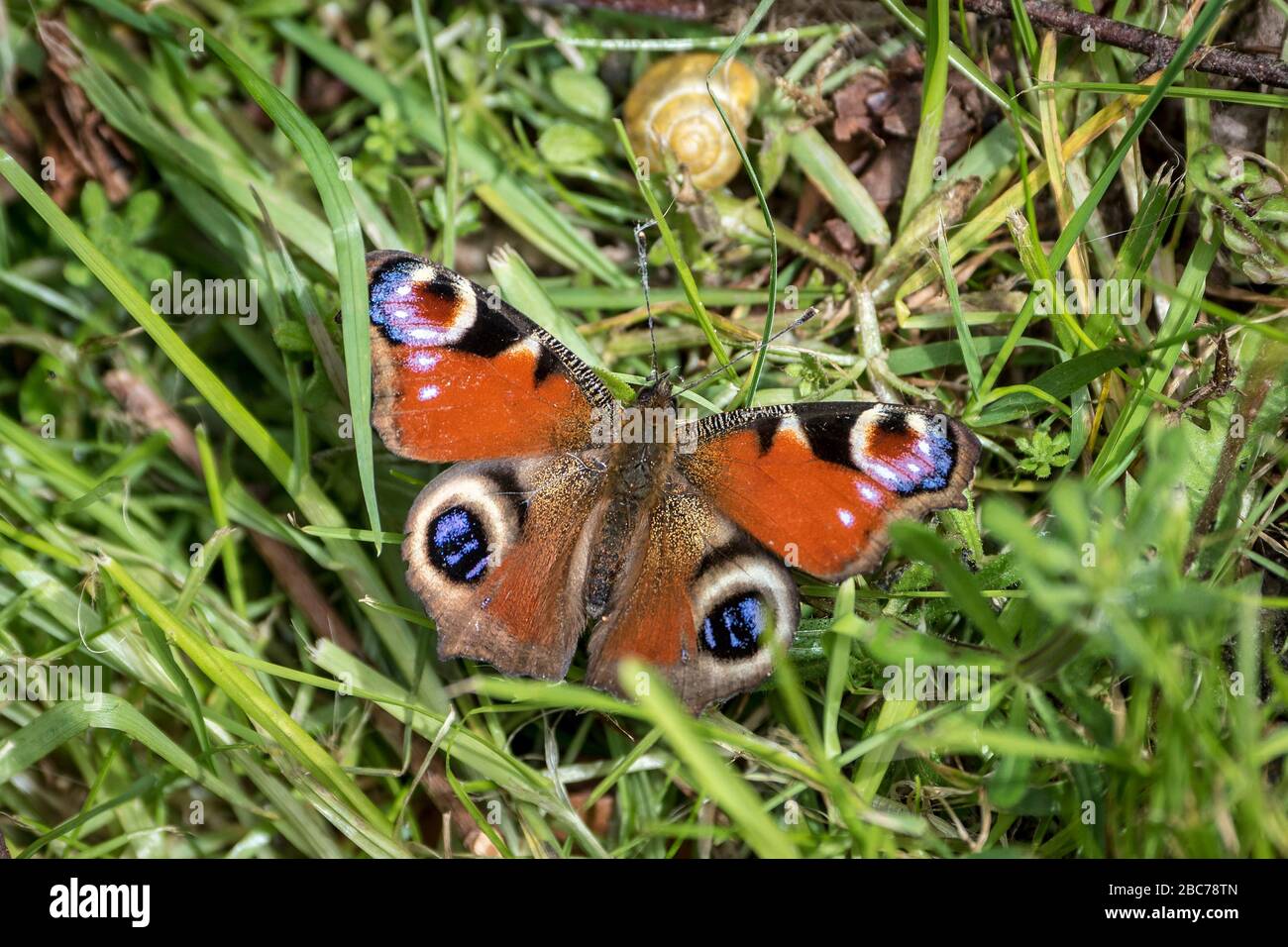 A Peacock butterfly Stock Photo - Alamy
