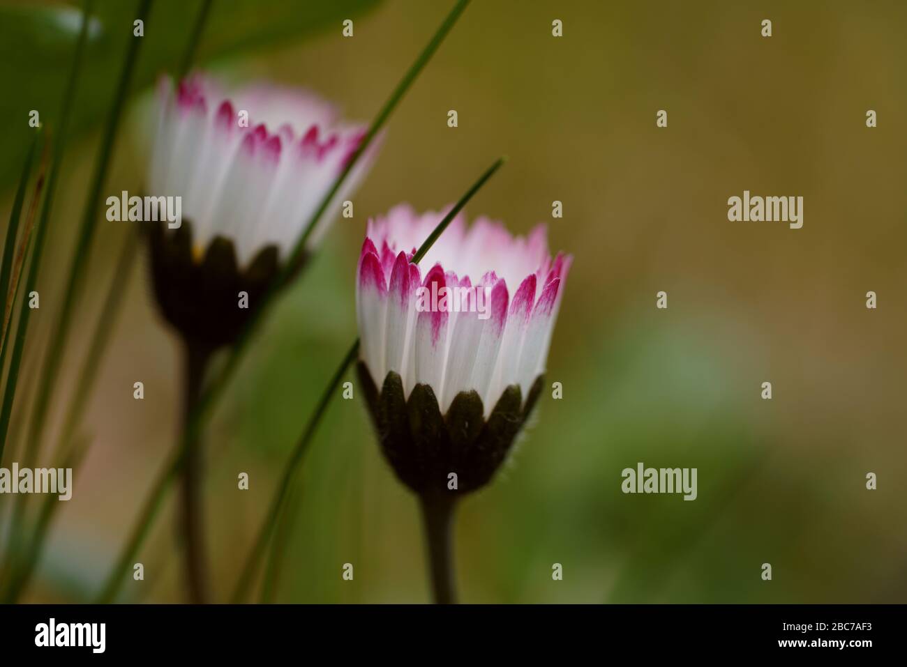 Close up of pink flowering plants - daisy Stock Photo