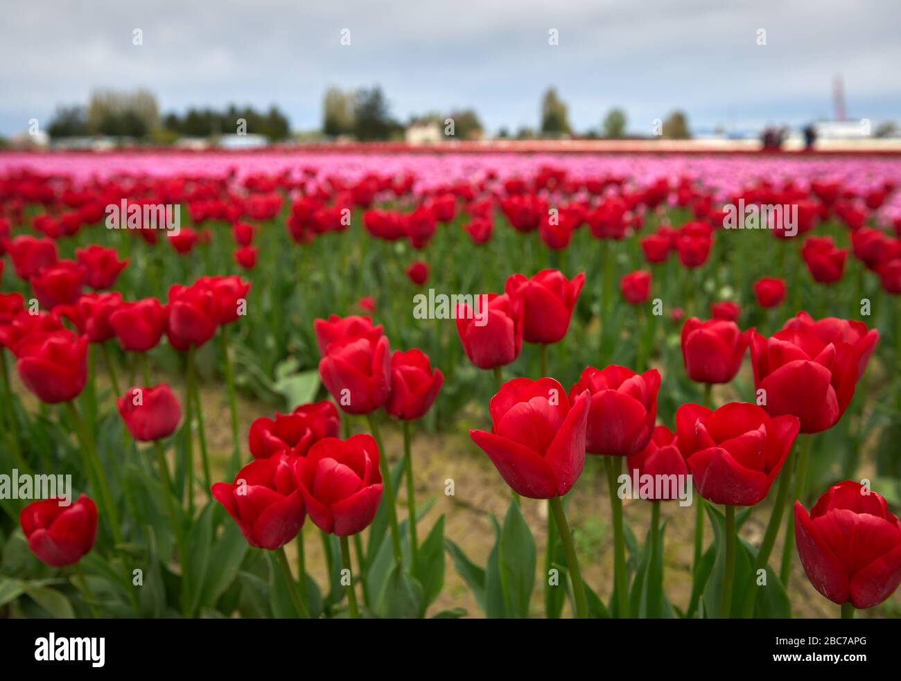 Red Tulips Agriculture Field. Bright, red tulips at their peak in a field. Stock Photo