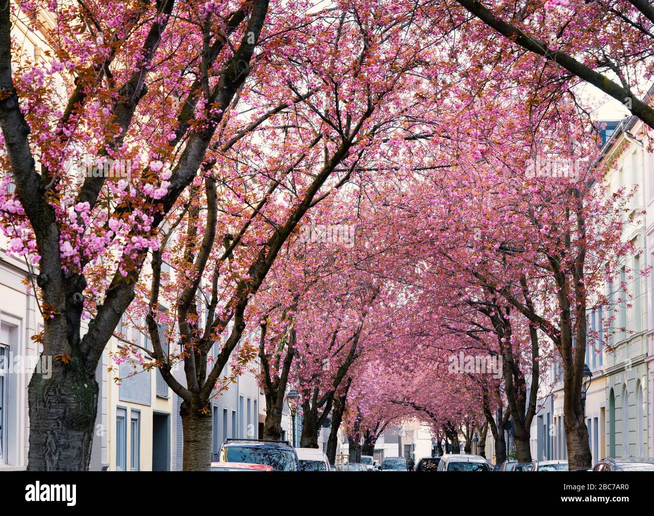Pink cherry blossom in a street with old houses in the city of Bonn. Stock Photo