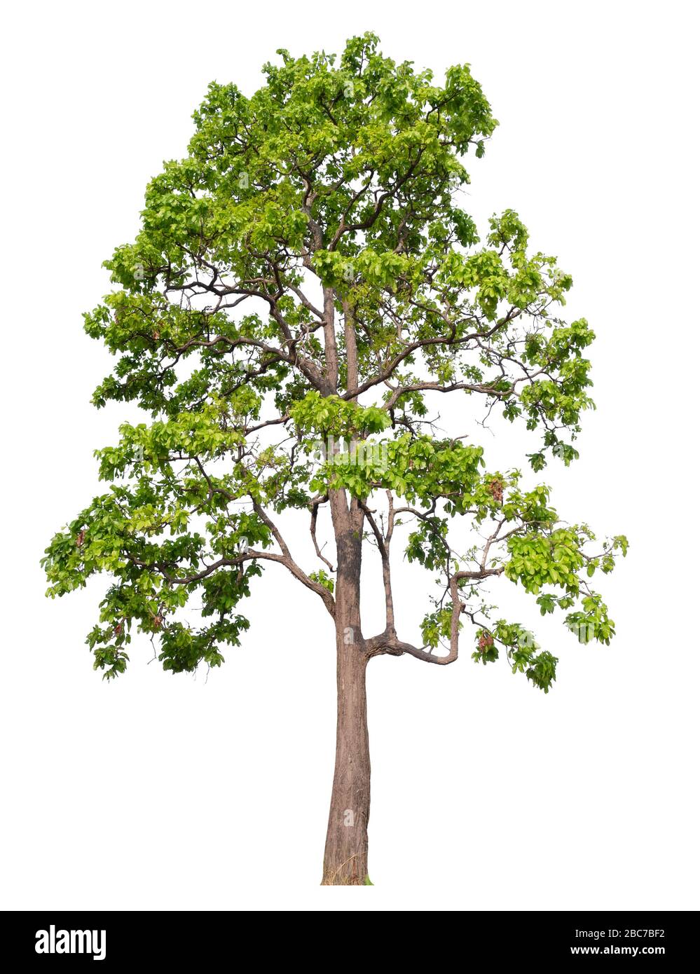Isolated single tree on white background with clipping path Stock Photo