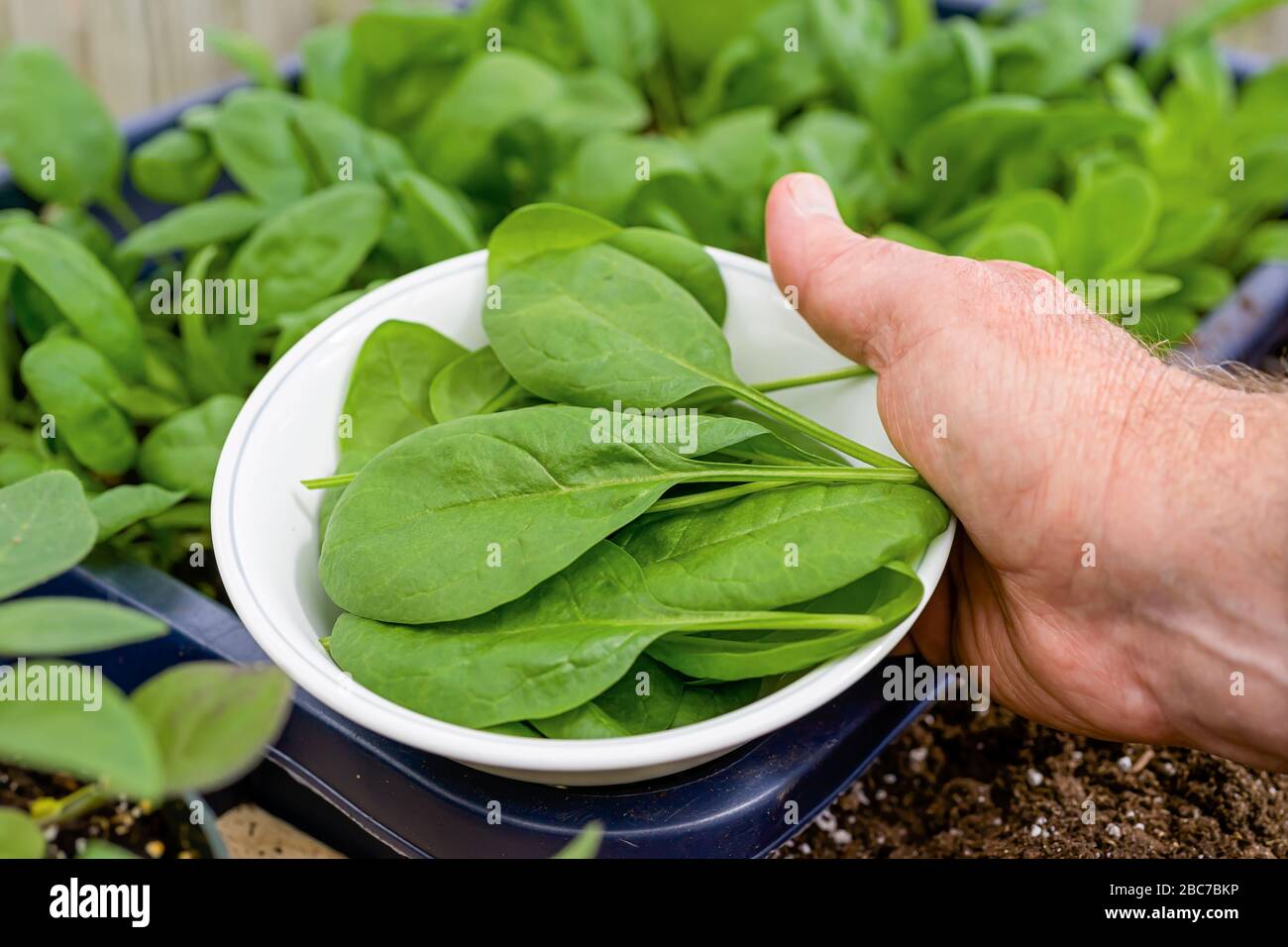 Freshly picked spinach in a home greenhouse. Stock Photo
