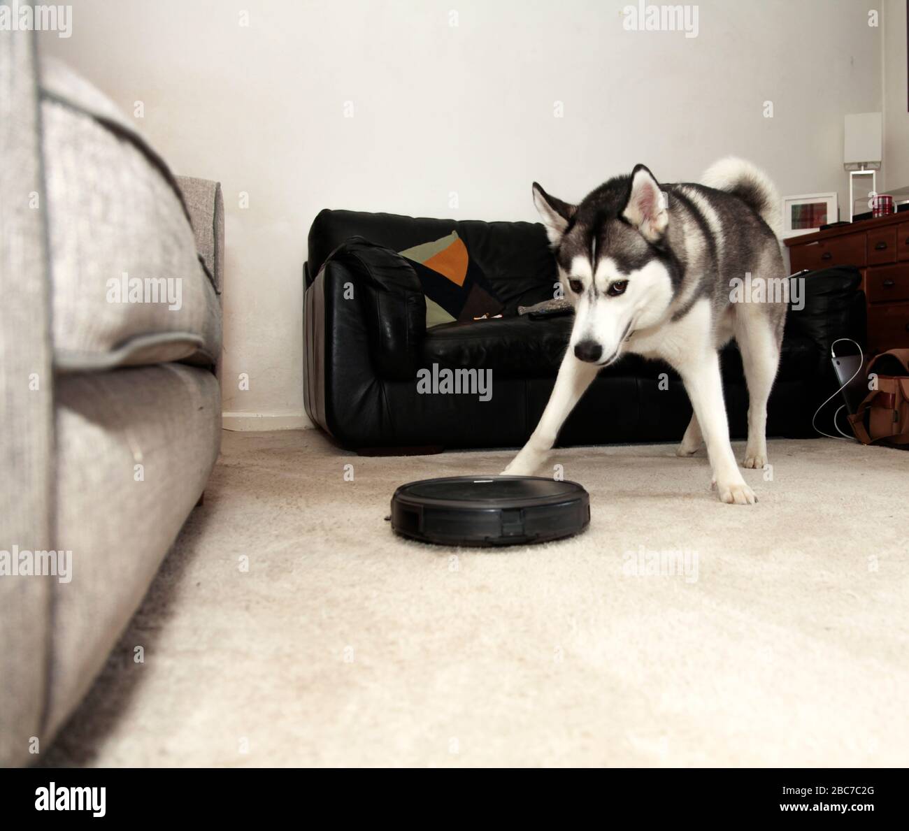 Husky dog in room with robot vacuum Stock Photo Alamy