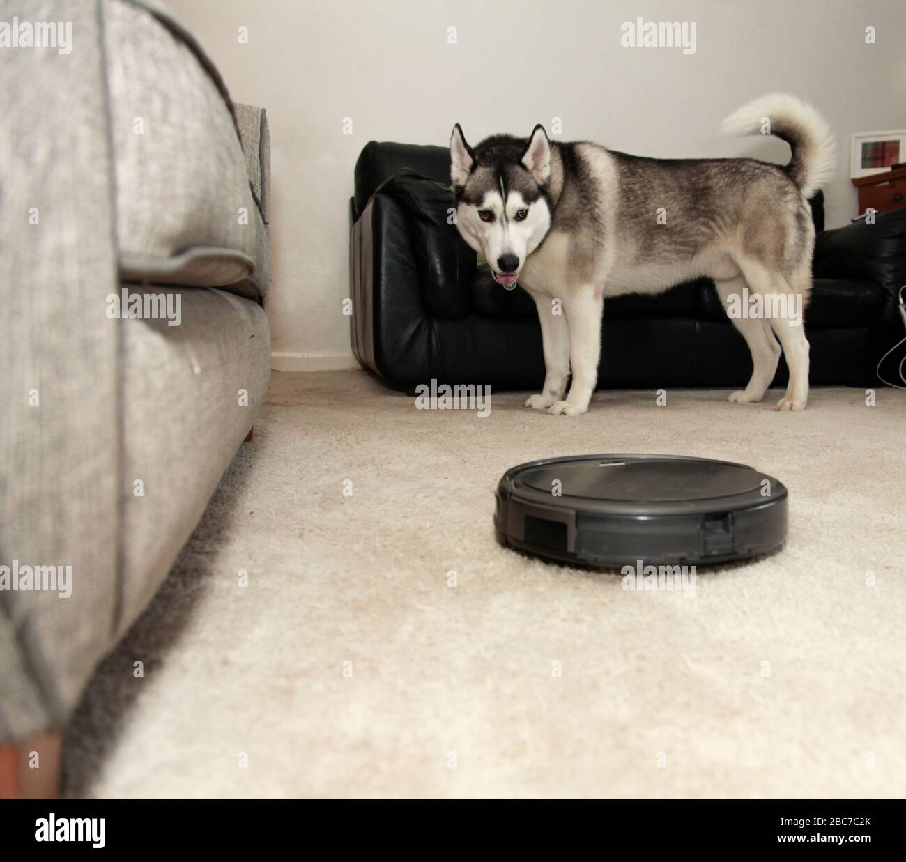 Husky dog in room with robot vacuum Stock Photo Alamy
