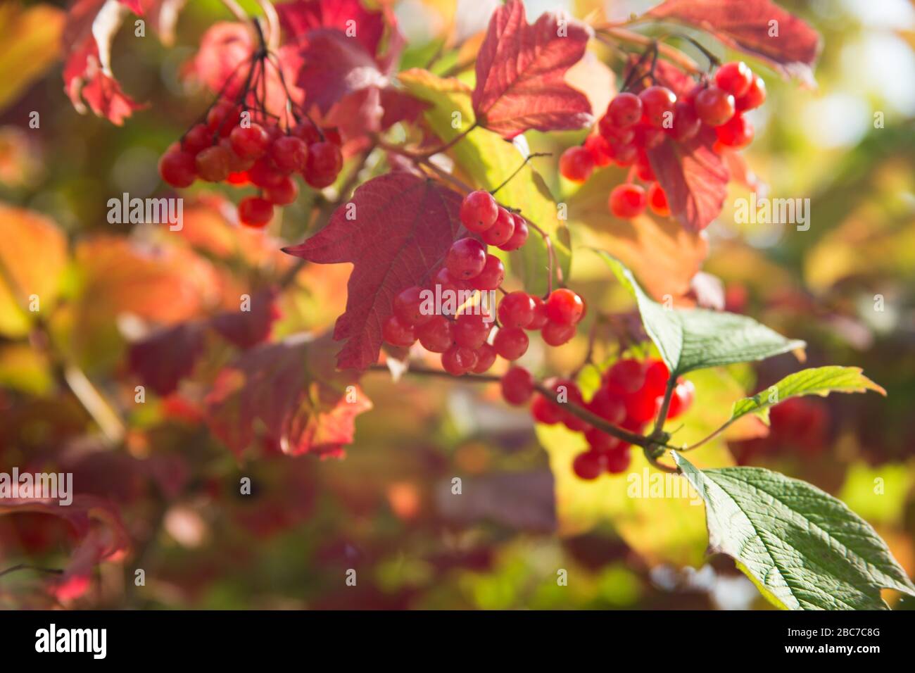 Yellow and green autumn shrub with red berries and sun rays Stock Photo