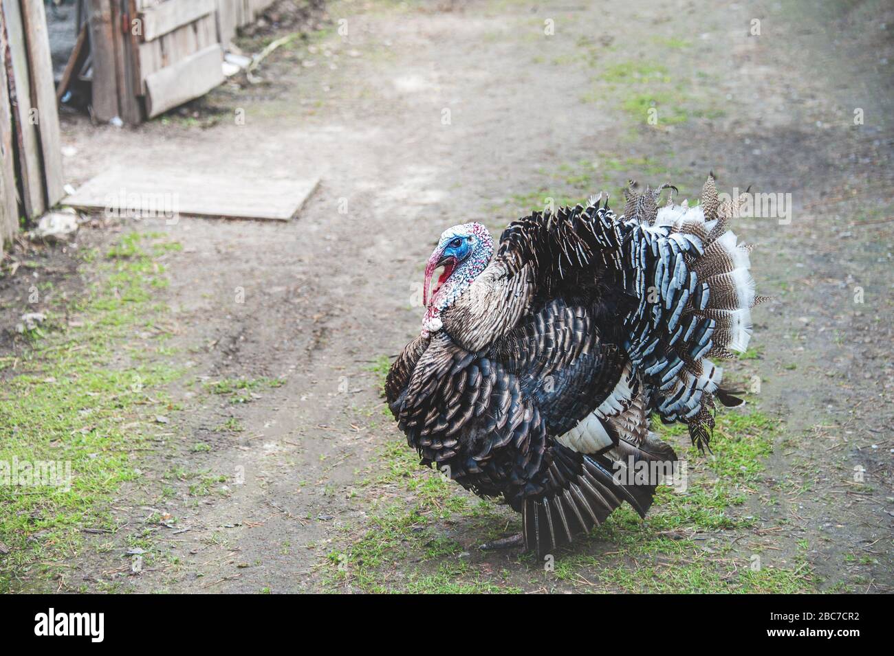 A large Turkey bird walks on a farm alone. Breeding birds in the farm