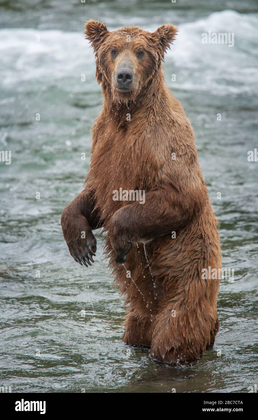 Grizzly Bears of Katmai National Park in Alaska Stock Photo