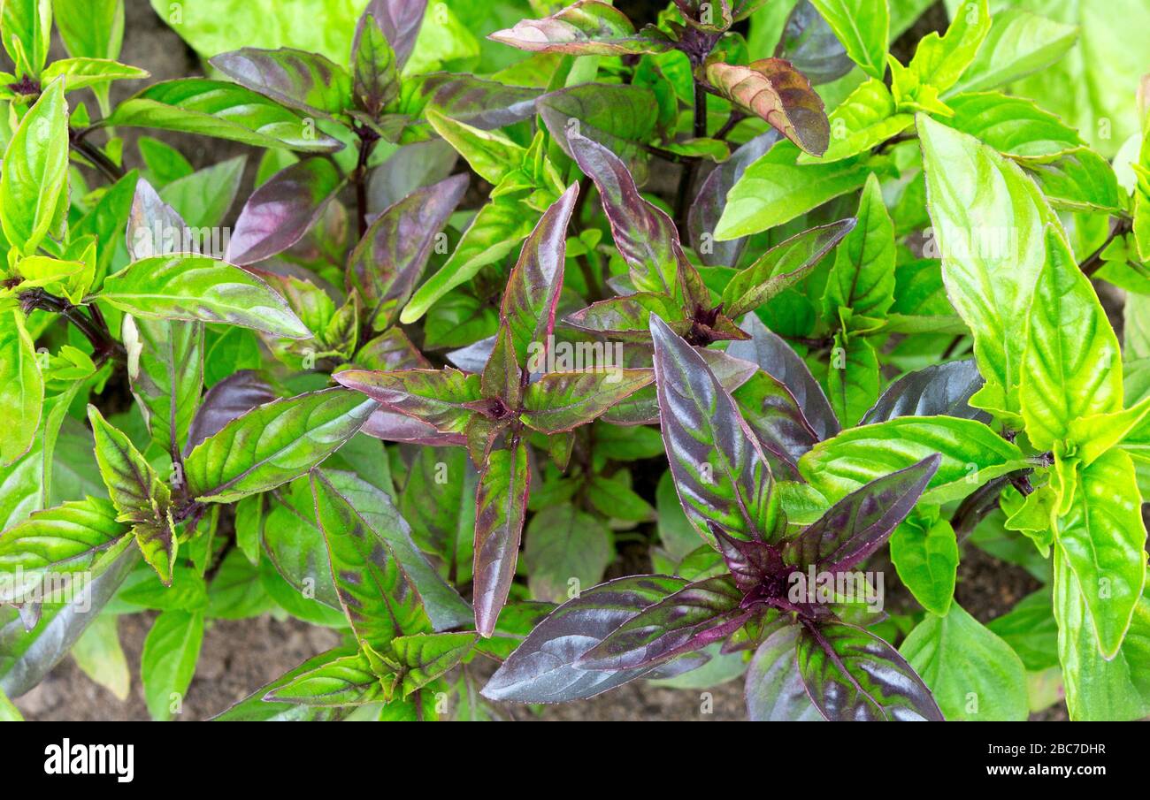 Basil. Fresh green basil herb. Basil plants growing in the field
