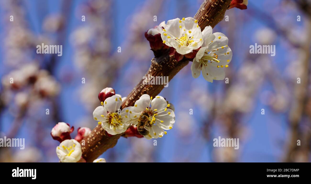 Close up of white apricot blossom tree Stock Photo