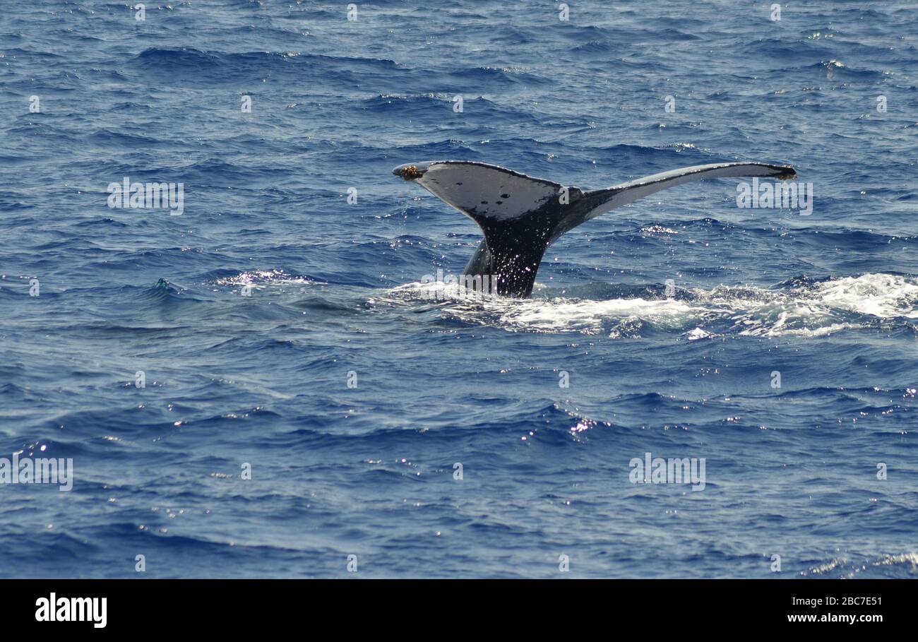 Tail fin of a humpback whale in Hawaiian waters Stock Photo - Alamy
