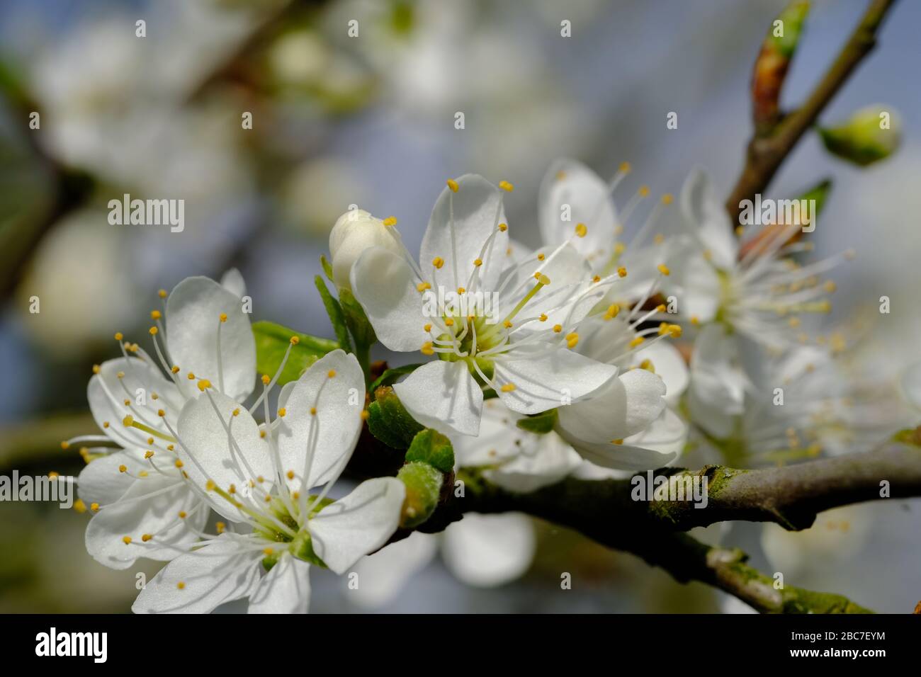 Damson Blossom, Prunus domestica, insititia, Damson Plum, White Flower, Sweet Fruit, Yellow Stamen, Delicate Flower, Early Spring, Common in Hedgerows. Stock Photo
