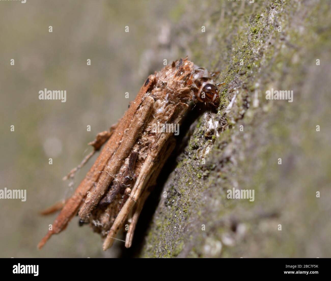 Caddisfly, Trichoptera, larvae in its case crawling on a tree trunk Stock Photo Alamy