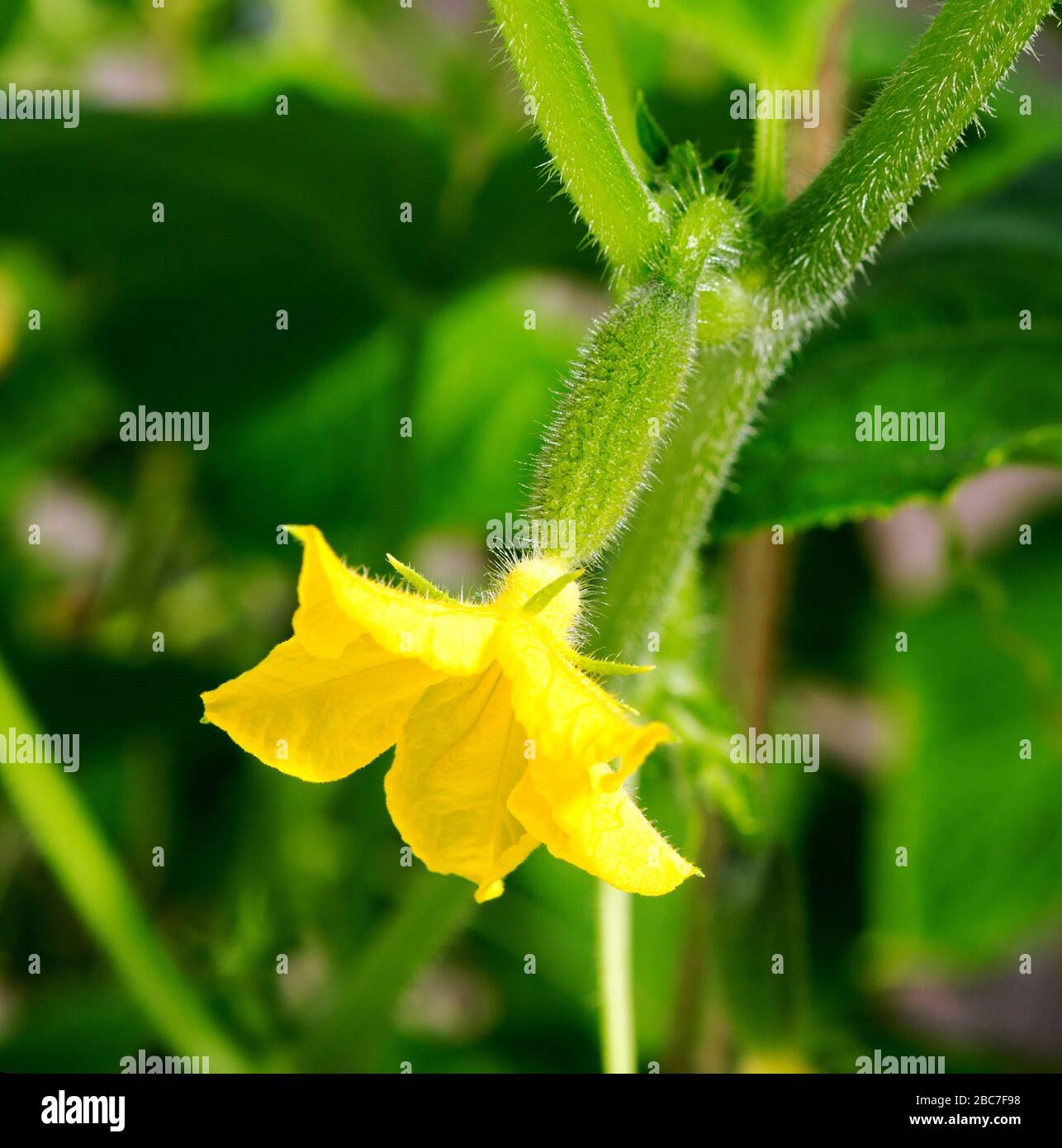 Cucumber plant with a flower closeup. Macro of young Cucumbers Growing