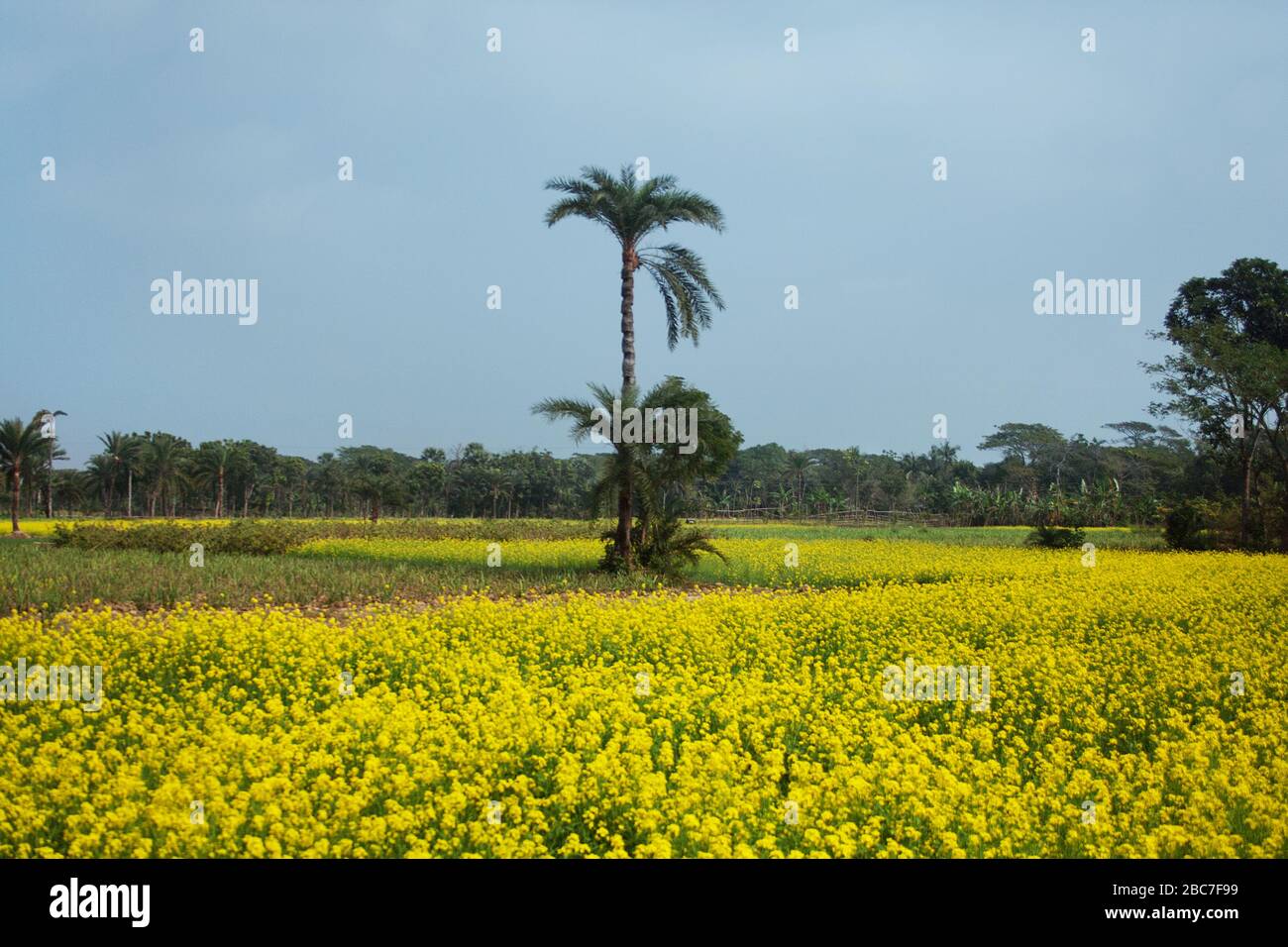 Mustard field. Jessore, Bangladesh Stock Photo Alamy
