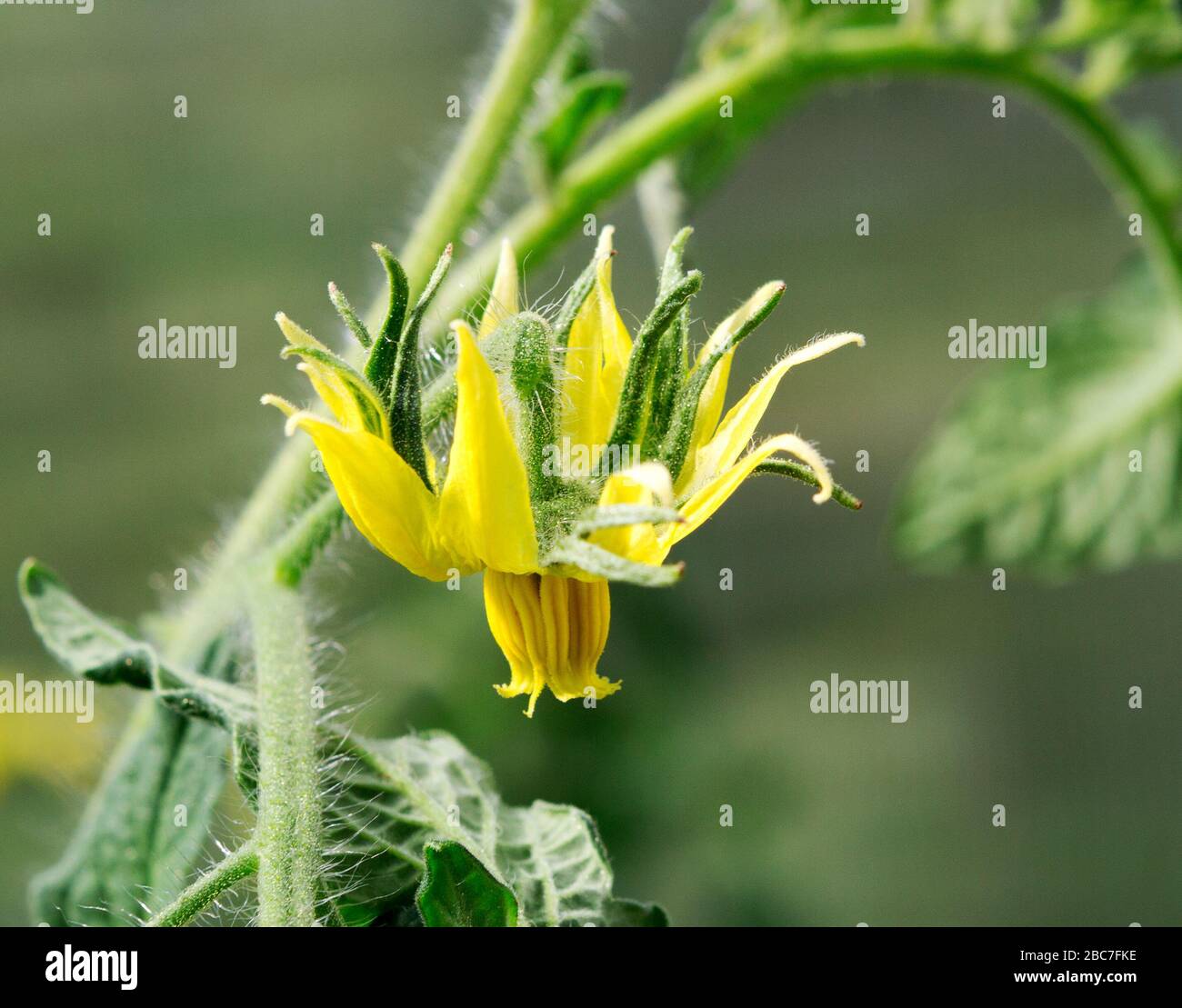 Flower close up. Tomato plant flower closeup. Growing tomatoes in the greenhouse. Stock Photo