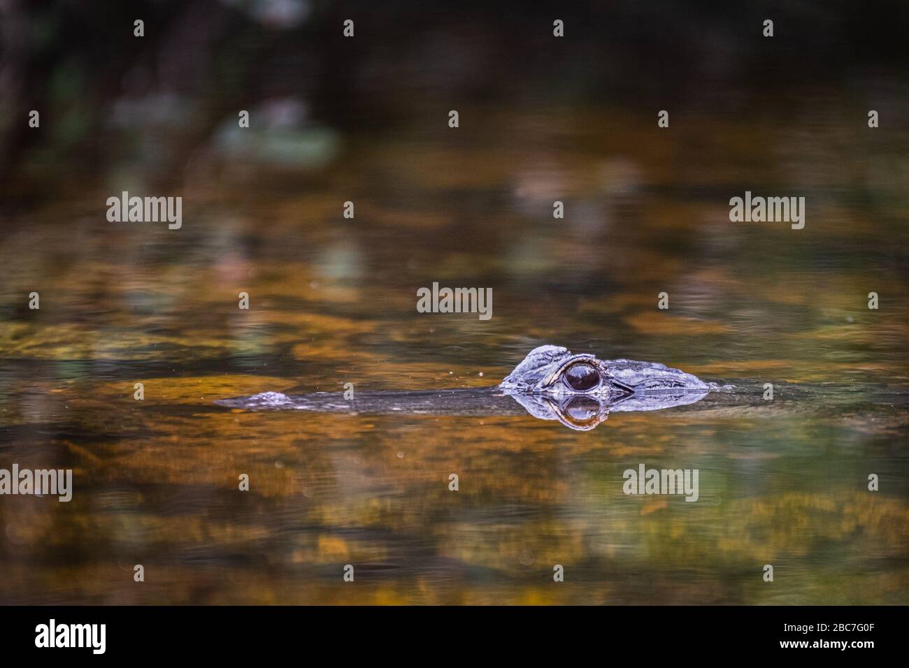 A small gator is seen on the surface of a small pool of water. Stock Photo