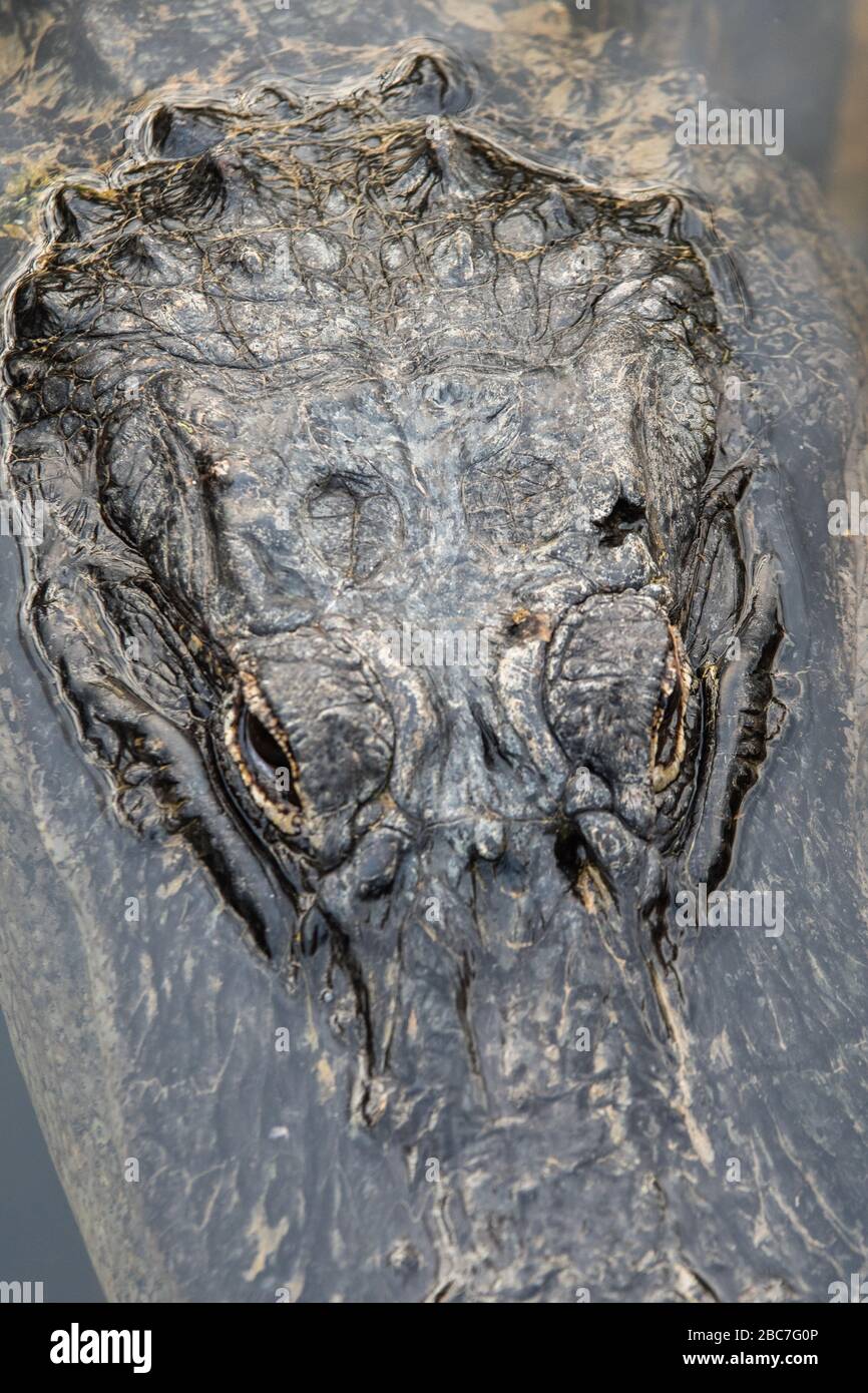A frame filling view of the top of an alligator head above the surface of the water Stock Photo
