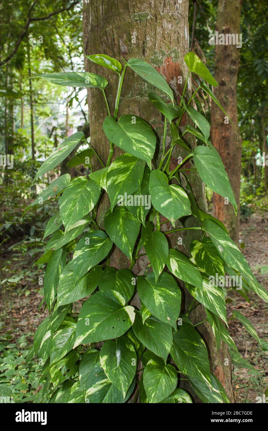 Plants crawling up the tree. Khulna, Bangladesh Stock Photo Alamy