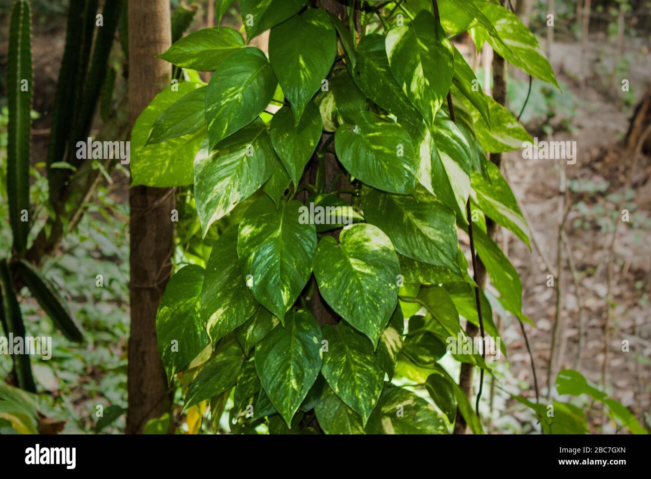 Plants crawling up the tree. Khulna, Bangladesh Stock Photo Alamy