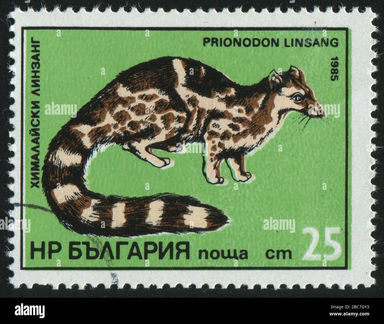BULGARIA - CIRCA 1985: stamp printed by Bulgaria, shows Prionodon linsang, circa 1985. Stock Photo