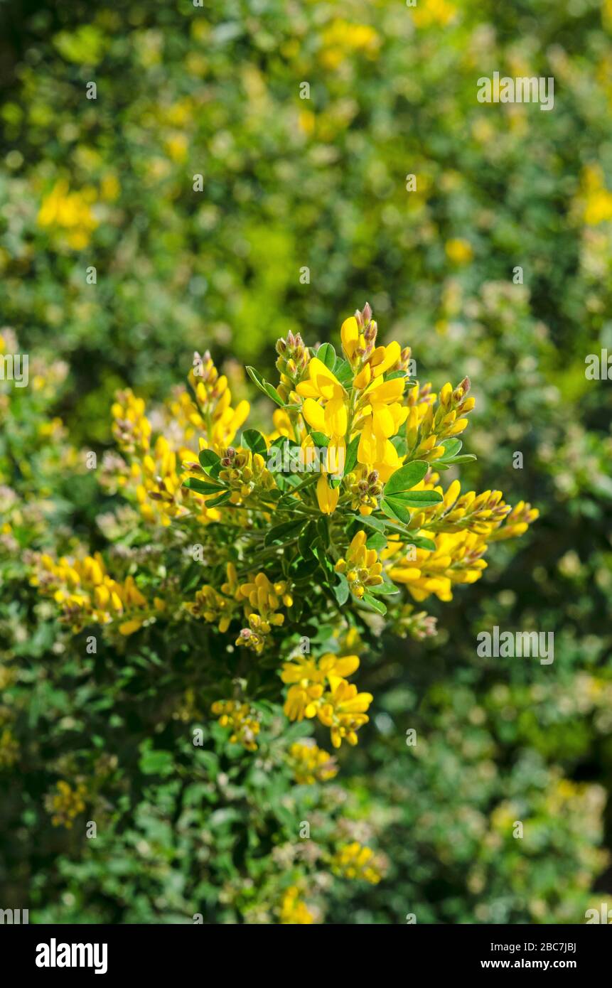 Genisteae is a tribe of trees, shrubs and herbaceous plants in the subfamily Faboideae of the legume family Fabaceae. common name Broom Stock Photo
