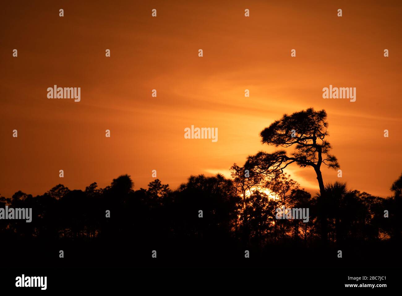 The sun drops below an overhanging slash pine against the dark silhouetted tree line and an orange sky at Big Cypress National Preserve in Florida. Stock Photo