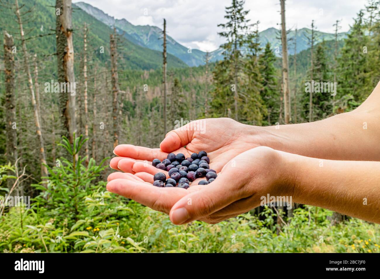 Wild blueberries collected by a hiker in the Tatra Mountain National Park, near Zakopane, Poland. July 2017. Stock Photo